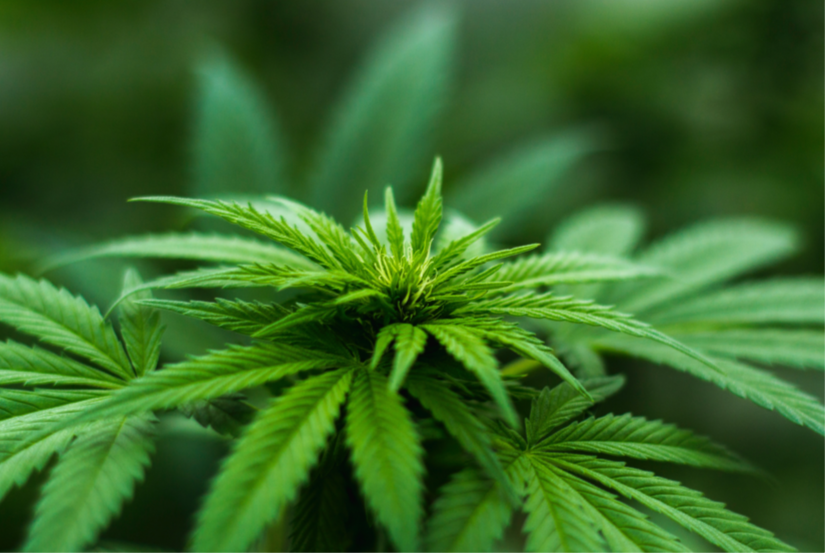 cannabis plant